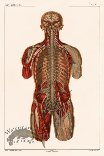 Laskowski Anatomy 13